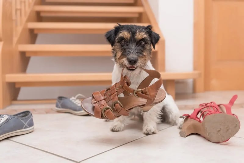 Destructive Dog Chewing How to Stop a Dog From Chewing Everything